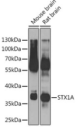 Syntaxin 1a antibody