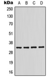 KIR2DL2 antibody