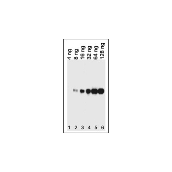 HIS Tag antibody (OAAB06612) in E Coli using Western Blot