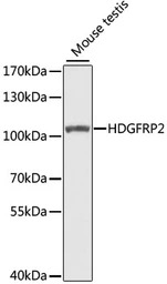 HDGFRP2 antibody