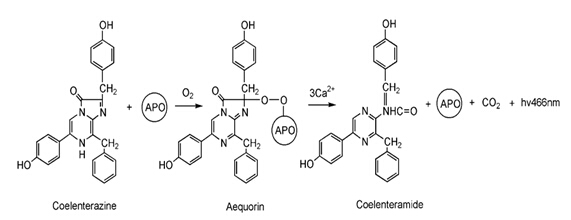 北京碘化丙啶(PI)价格