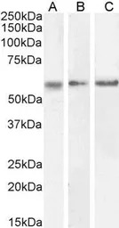 CaMKII alpha antibody, Interna