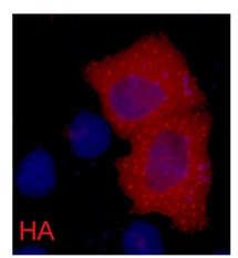 HA-Tag Mouse Monoclonal Antibo