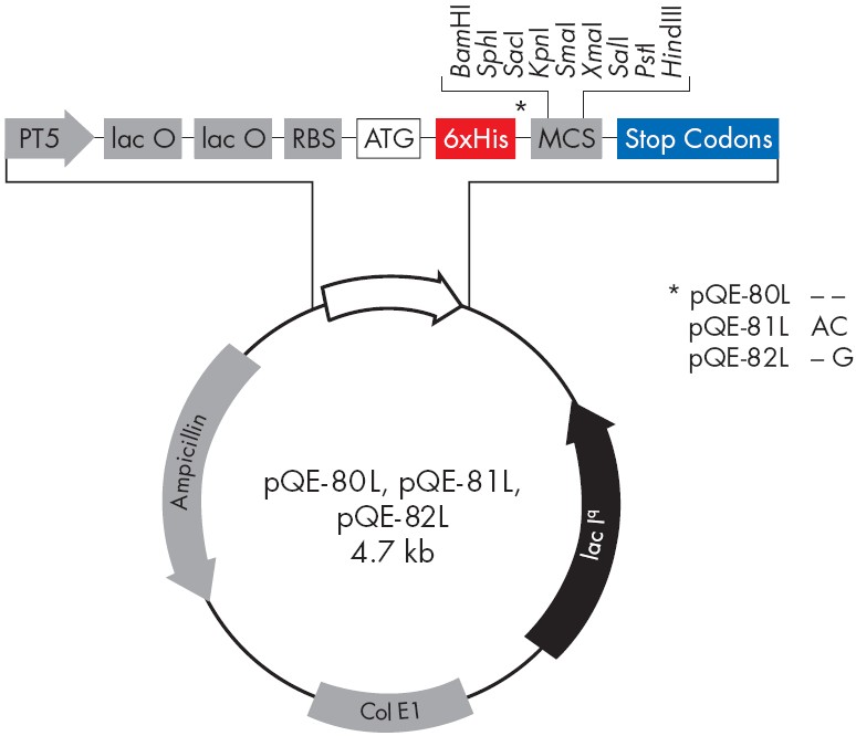 pQE-82L载体图谱