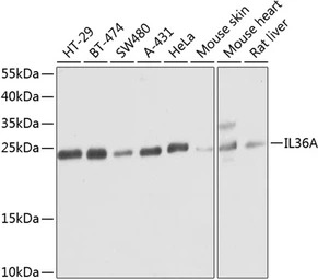 IL1F6 antibody