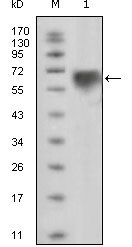 TYRO3 Antibody (OAAD00305) in Human TYRO3 using Western Blot