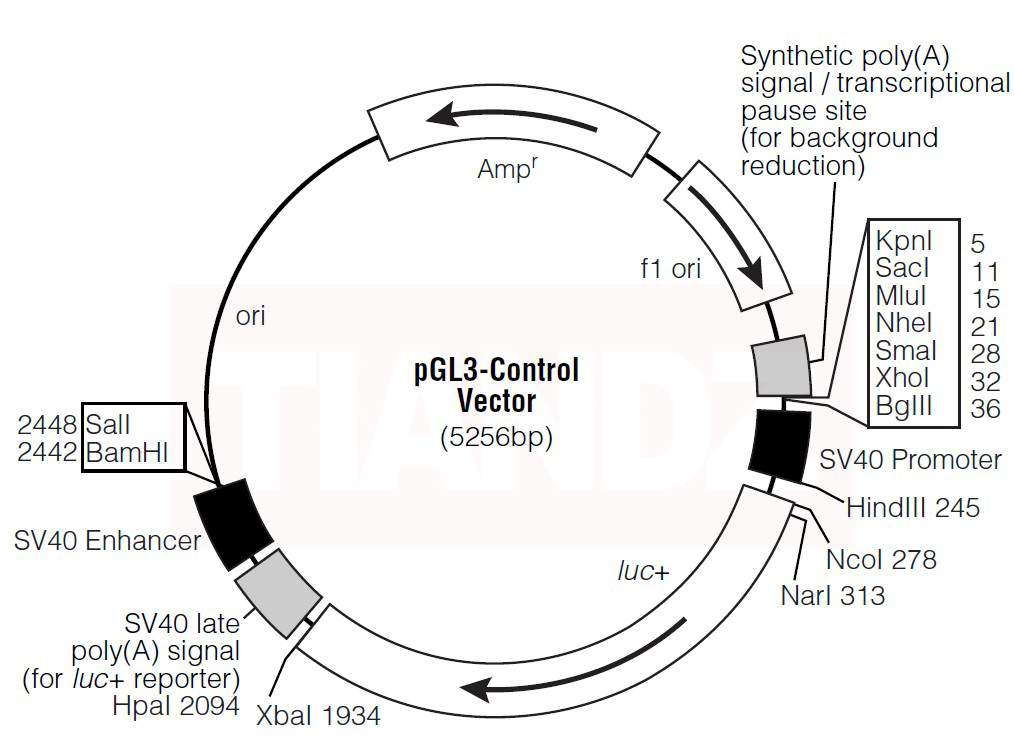pGL3 control