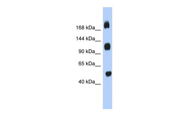 C2orf55 antibody - middle region (ARP56003_P050) in Human Placenta using Western Blot