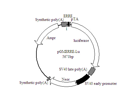 ERRE-Luc荧光素酶报告基因质粒特价促销