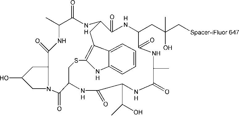 pCMV/myc/mito 线粒体定位表达载体(哺乳动物细胞