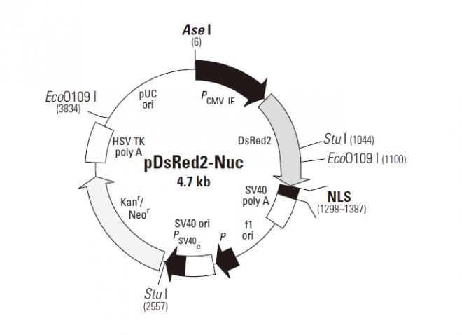 pDsRed2-Nuc 质粒图谱