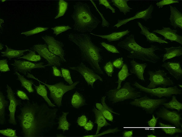 EIF4EBP3 Antibody (OAAL00406) in HeLa using Immunofluorescence