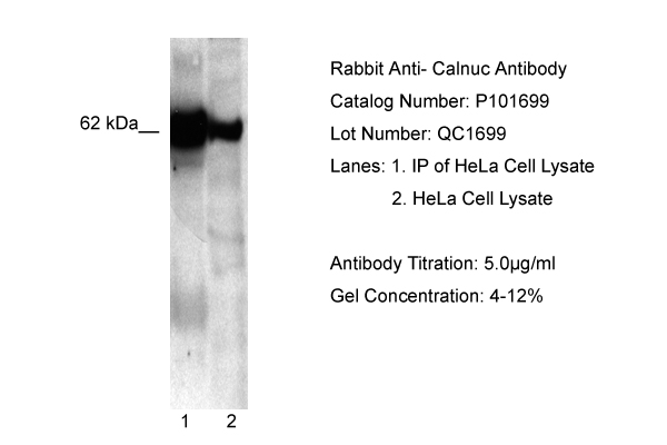 NUCB1 antibody - C-terminal region (P101699_T100) in Human HeLa using Western Blot