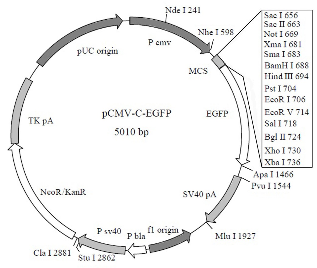 北京现货C端EGFP标签融合蛋白质粒(绿色荧光蛋白)促销