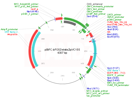 pBiFC-bFos(deltaZIP)VC155