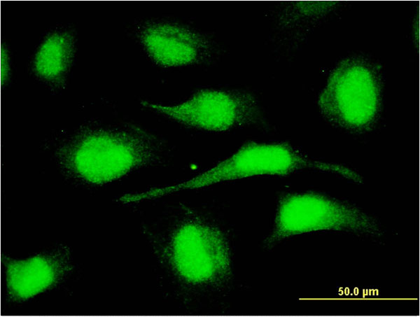 ORC6L Antibody (OAAL00612) in HeLa using Immunofluorescence