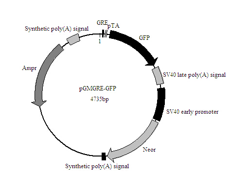 SY0175型GRE-GFP报告基因质粒北京厂家