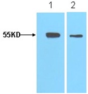 HA-Tag Rabbit Polyclonal Antib