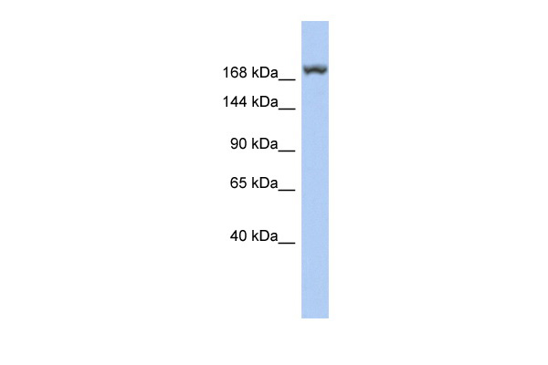 LRRC37A3 antibody - middle region (ARP56070_P050) in Human Lung using Western Blot