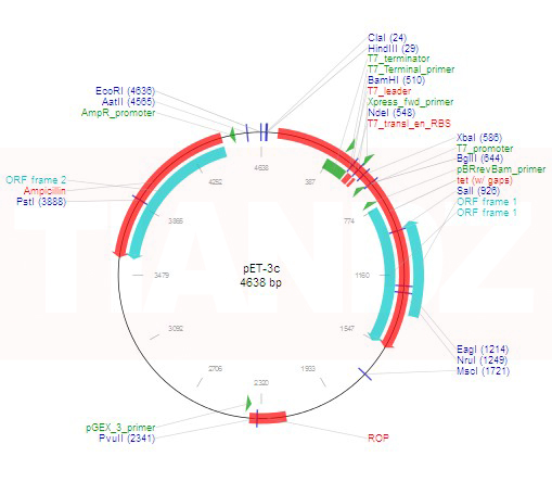 pET-3c(pET3c，pET-3c(+))