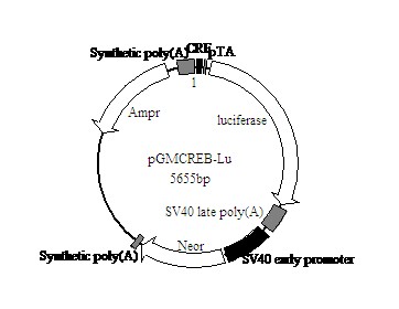 北京现货CREB-Luc报告基因质粒折扣价