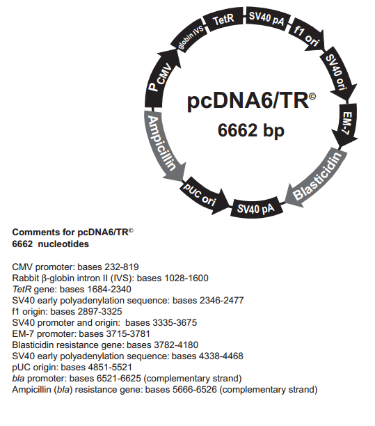 pcDNA6/TR