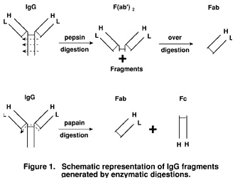Jackson二抗常备现货“五折”促销