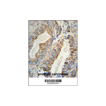 AKT2 antibody (OAAB06706) in Human prostate using Immunohistochemistry