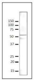 Gcn5p (S. cerevisiae) antibody