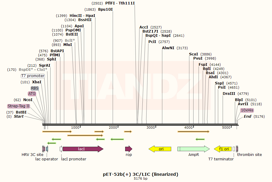 pET-52b(+) 3C/LIC (linearized)