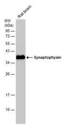 Synaptophysin antibody [GT1825