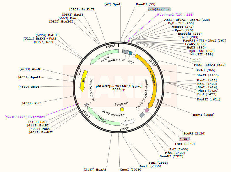 pGL4.37[luc2P ARE Hygro]