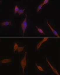 Melanophilin antibody