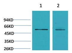 Cav β3 Rabbit Polyclonal Antib
