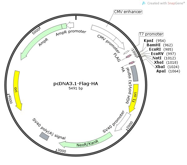 pcDNA3.1-Flag-HA质粒图谱