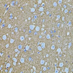 Syntaxin 1a antibody