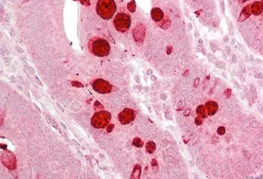 AGO1 antibody, Internal