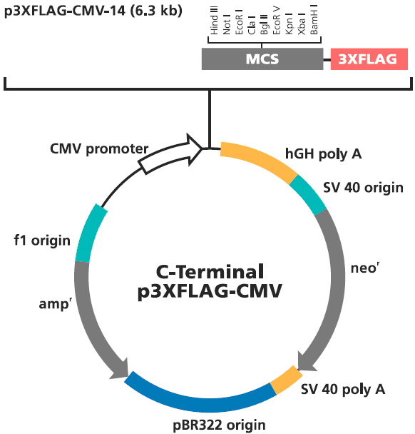 p3×Flag-cmv-14(p3Flagcmv14)（60