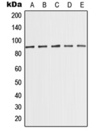 PCQAP / MED15 antibody