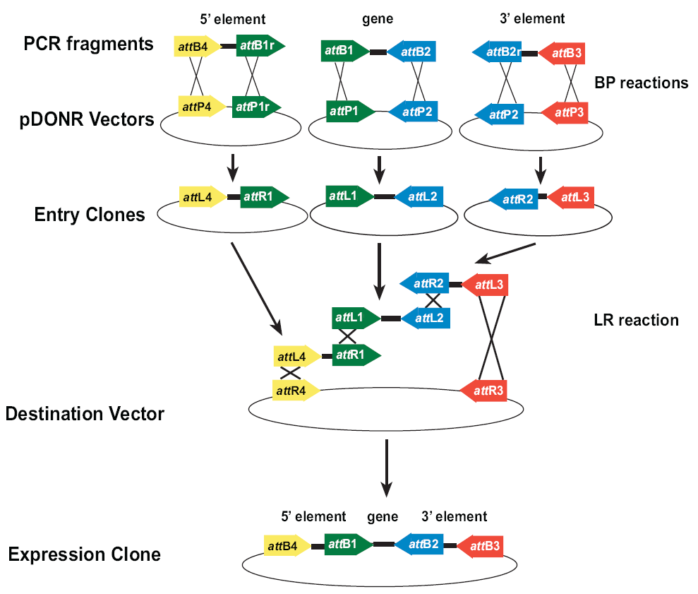 pDONR221-P1P4使用方法 点击看大图 pDONR221-P1P4使用方法