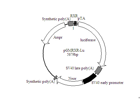 SY0070型NFAT-Luc荧光素酶报告基因质粒厂商