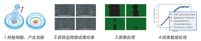 IBIDI易必迪划痕实验／伤口愈合3孔插件／培养皿