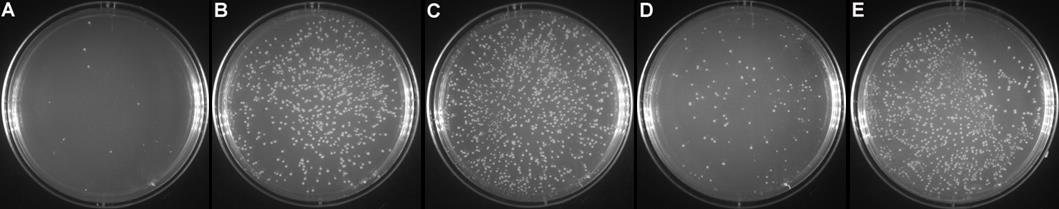 果糖异构酶库存