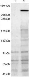 Neurobeachin antibody, C-term