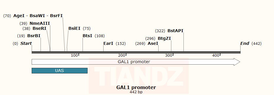 GAL1 promoter(GAL1promoter)