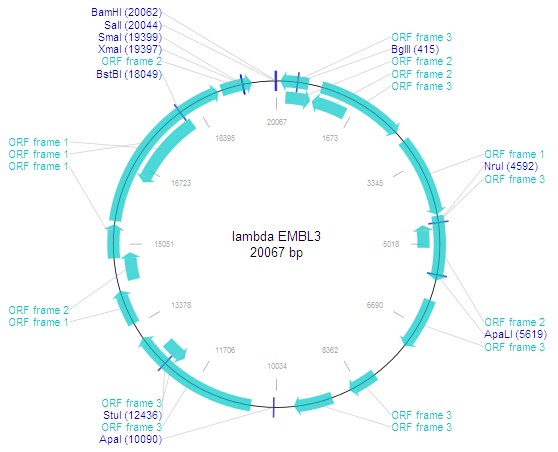 lambda EMBL3(lambdaEMBL3)