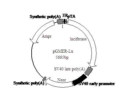 SY0086型ER-Luc荧光素酶报告基因质粒厂商