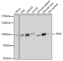CD71 antibody