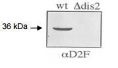 Dis2 (S. pombe) antibody