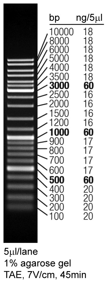 DNA Ladder(200bp-10kb)(21条带)(D